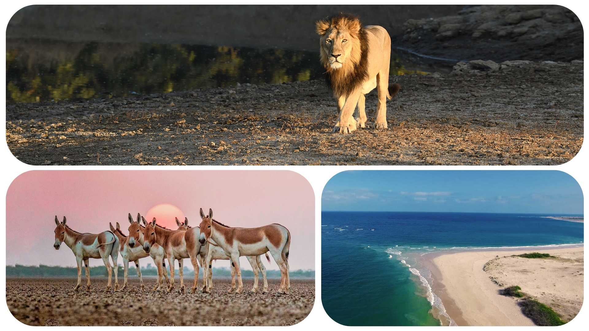 Nalsarovar Bird Sanctuary Little Rann of Kutch Sasan Gir Jeep safari Somnath Temple Triveni Sangam Bhalka Tirth Somnath Aarti Nagoa Beach Velavadar Blackbuck National Gujarat Wildlife & beach tour Park Sabarmati Ashram Adalaj Stepwell